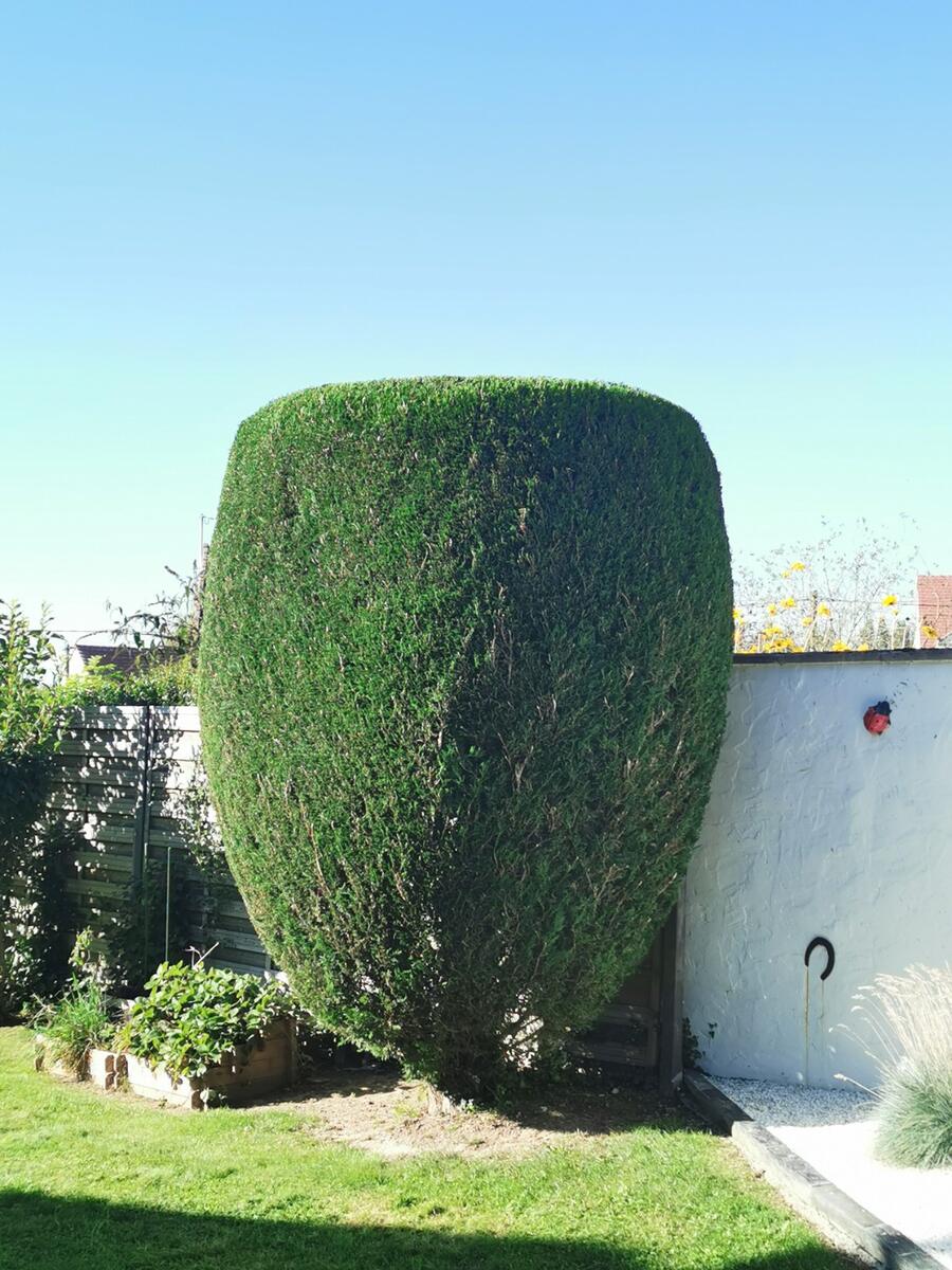 Taille architecturale
